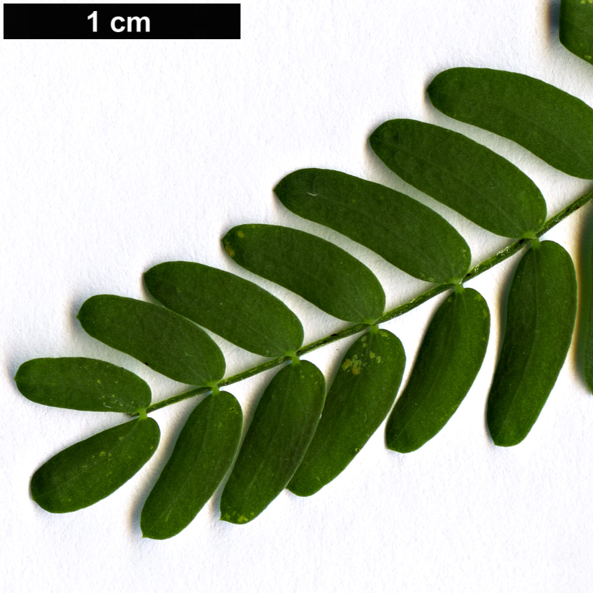 High resolution image: Family: Fabaceae - Genus: Acacia - Taxon: melanoxylon High resolution image: Family: Fabaceae - Genus: Acacia - Taxon: melanoxylon